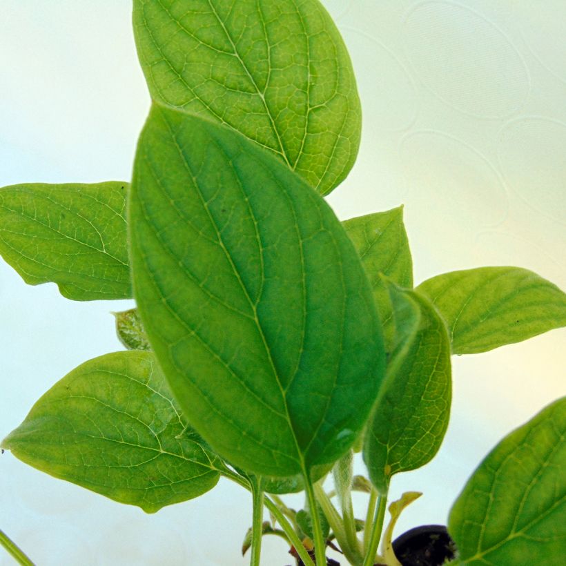 Omphalodes verna Alba (Follaje)