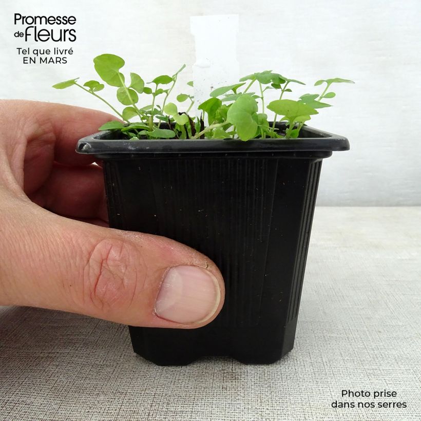 Omphalodes verna Alba Maceta de 8/9 cm Ejemplar entregado en la primavera