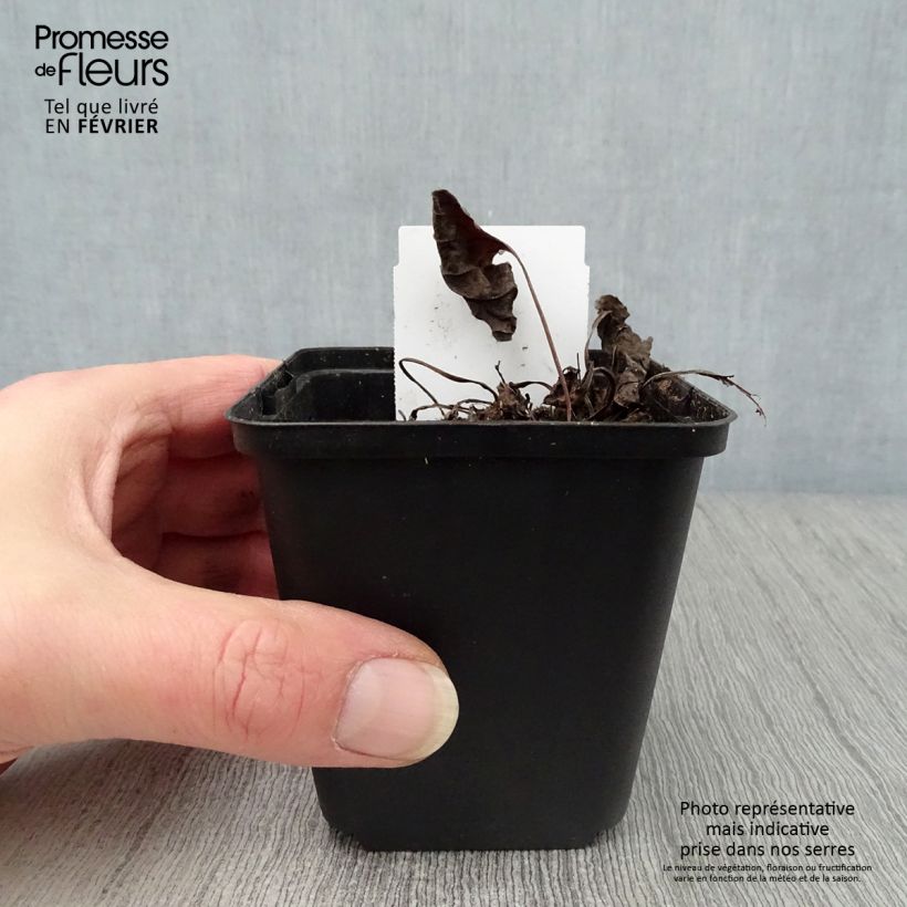 Omphalodes verna Alba Maceta de 8/9 cm Ejemplar entregado en invierno