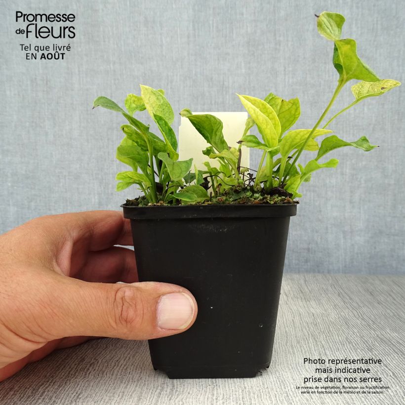 Ejemplar de Omphalodes verna Maceta de 8/9 cm entregado en verano