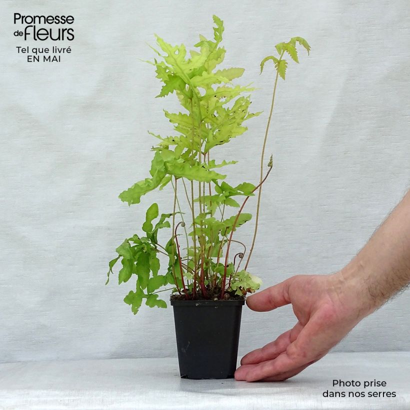 Onoclea sensibilis - Helecho sensible Maceta de 8/9 cm Ejemplar entregado en la primavera