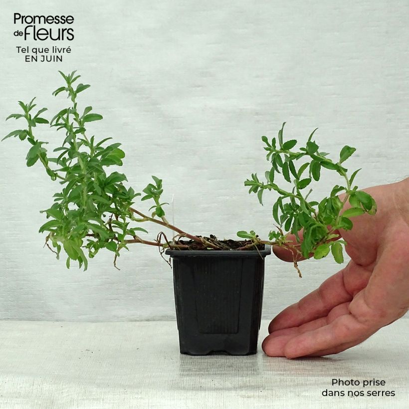 Ejemplar de Ononis spinosa - Asnillo Maceta de 8/9 cm entregado en verano