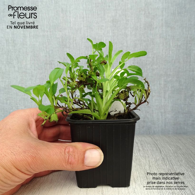 Ejemplar de Ononis spinosa - Asnillo Maceta de 8/9 cm entregado en otoño