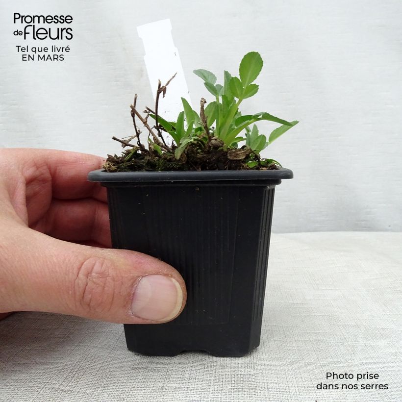 Ononis spinosa - Asnillo Maceta de 8/9 cm Ejemplar entregado en la primavera