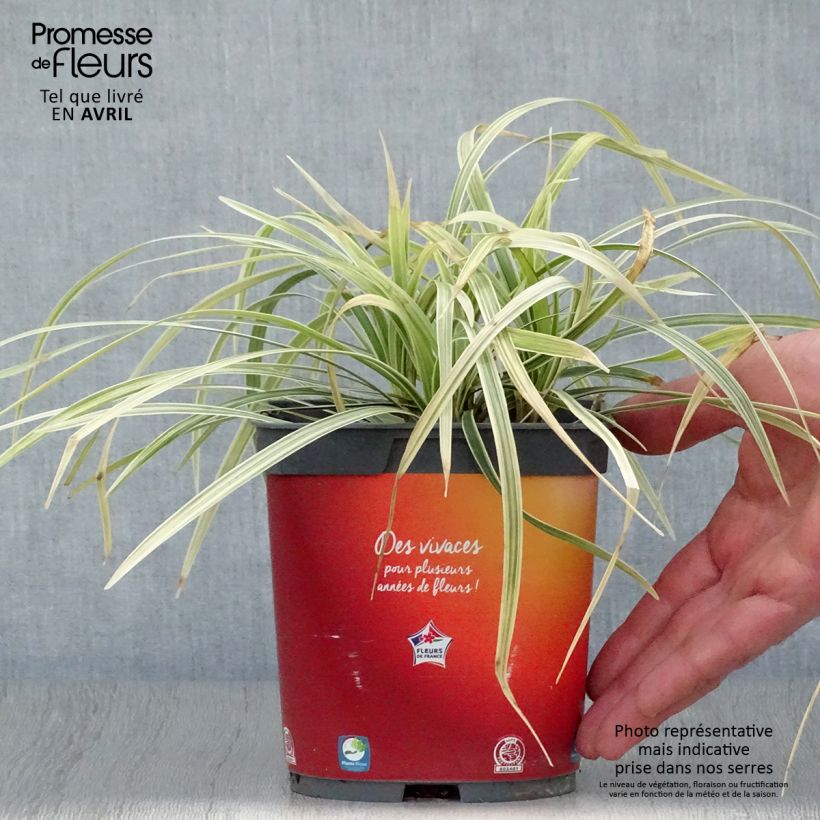Ophiopogon jaburan Albo Variegata Maceta 2L/3L Ejemplar entregado en la primavera