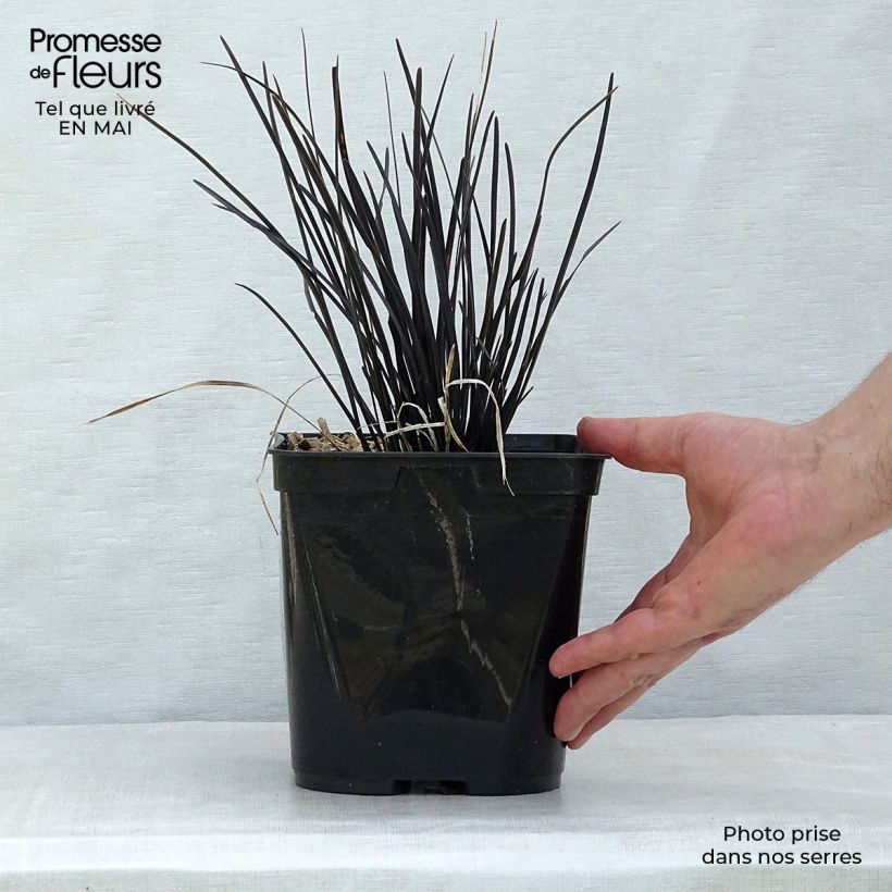 Ophiopogon planiscapus Hosoba Kokuryu Maceta 2L/3L Ejemplar entregado en la primavera