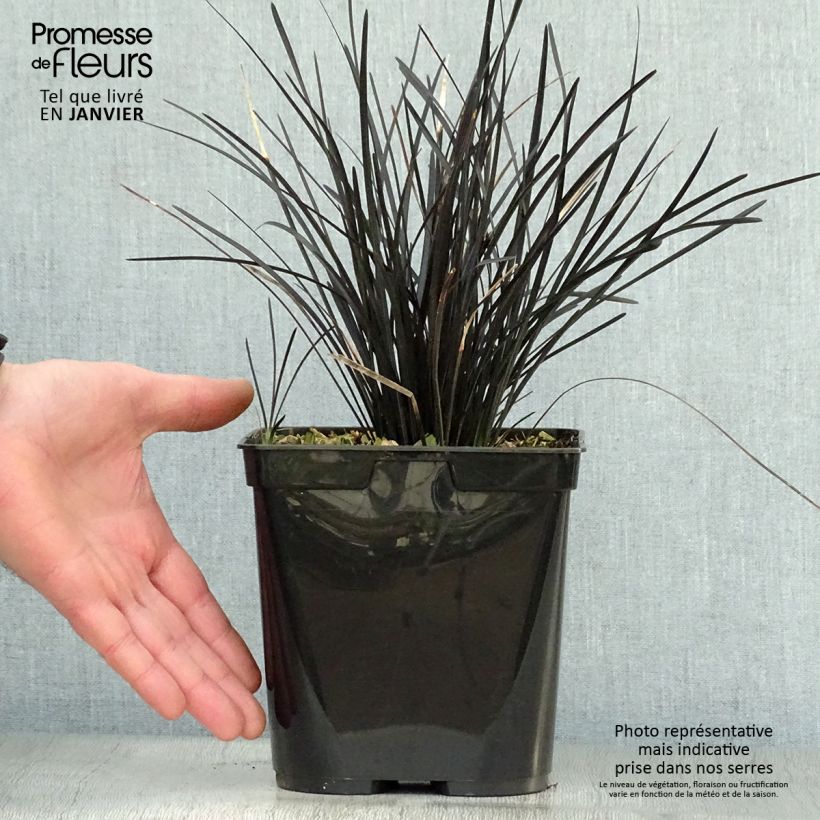 Ophiopogon planiscapus Hosoba Kokuryu Maceta 2L/3L Ejemplar entregado en invierno