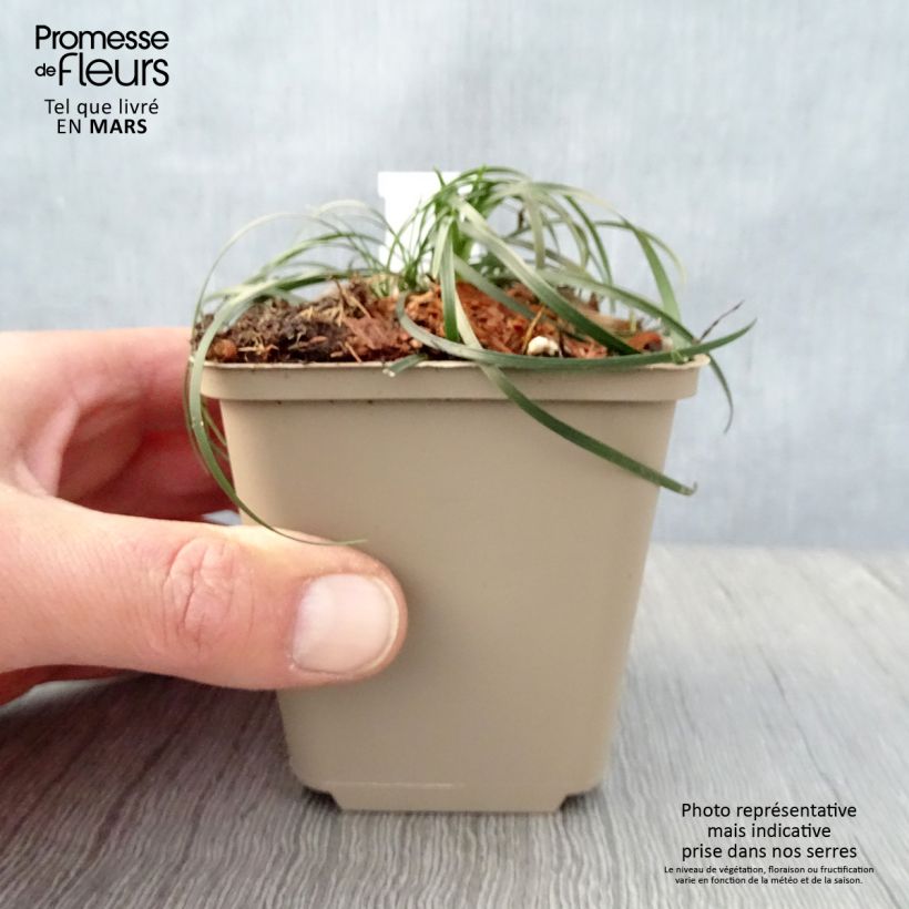 Ophiopogon chingii Maceta de 8/9 cm Ejemplar entregado en la primavera