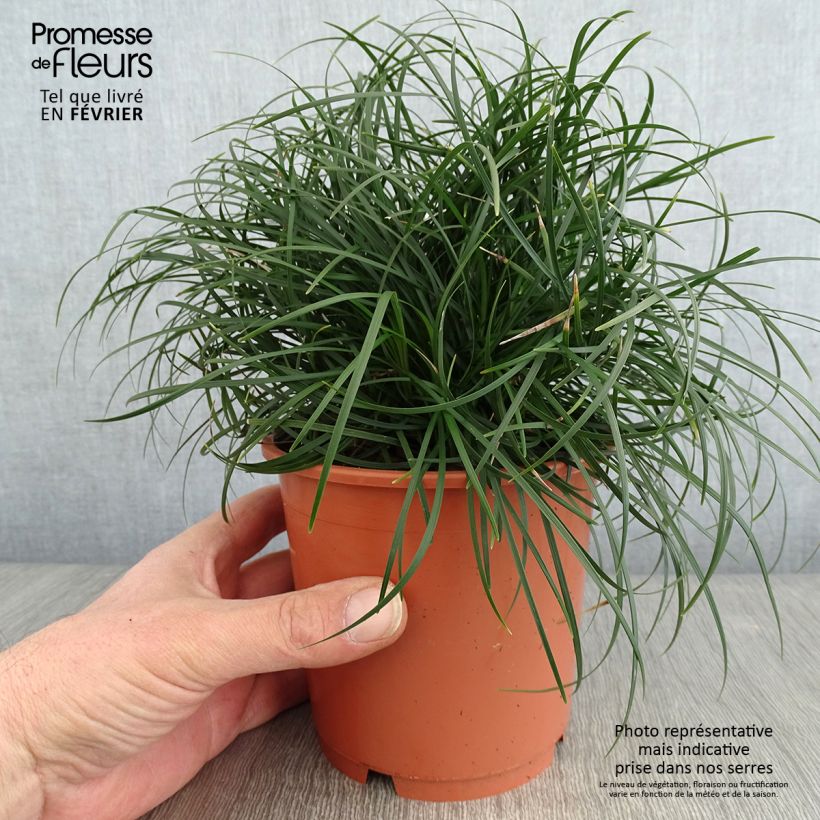 Ophiopogon chingii Maceta 1L/1,5L Ejemplar entregado en invierno