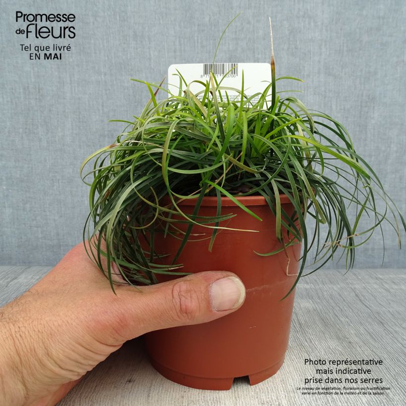 Ophiopogon chingii Maceta 1L/1,5L Ejemplar entregado en la primavera