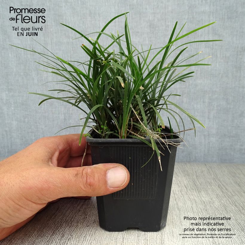 Ejemplar de Ophiopogon japonicus - Convalaria Maceta de 8/9 cm entregado en verano