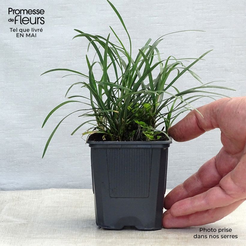 Ophiopogon japonicus - Convalaria Maceta de 8/9 cm Ejemplar entregado en la primavera