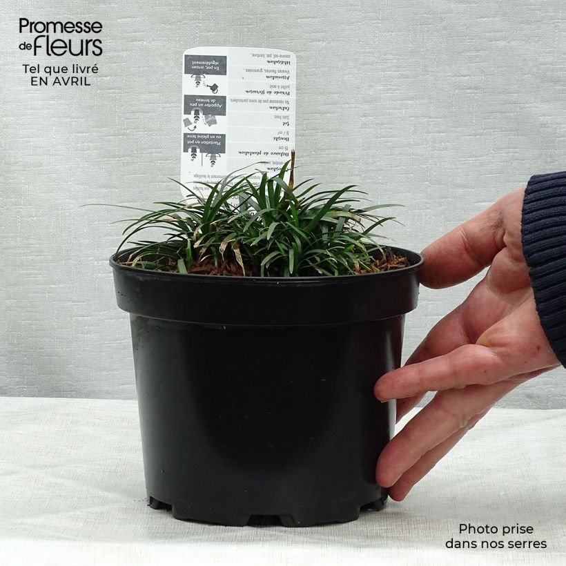 Ophiopogon japonicus - Convalaria Maceta 2L/3L Ejemplar entregado en la primavera