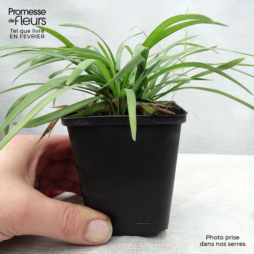 Ophiopogon planiscapus Maceta de 8/9 cm Ejemplar entregado en invierno