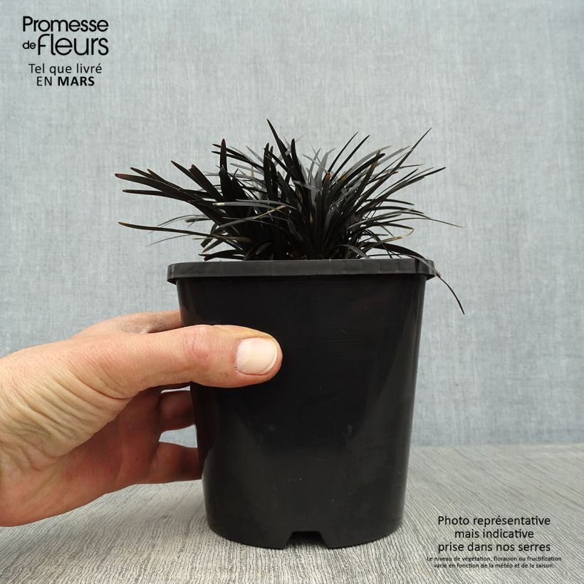 Ophiopogon planiscapus Black Dragon Maceta 1L/1,5L Ejemplar entregado en la primavera
