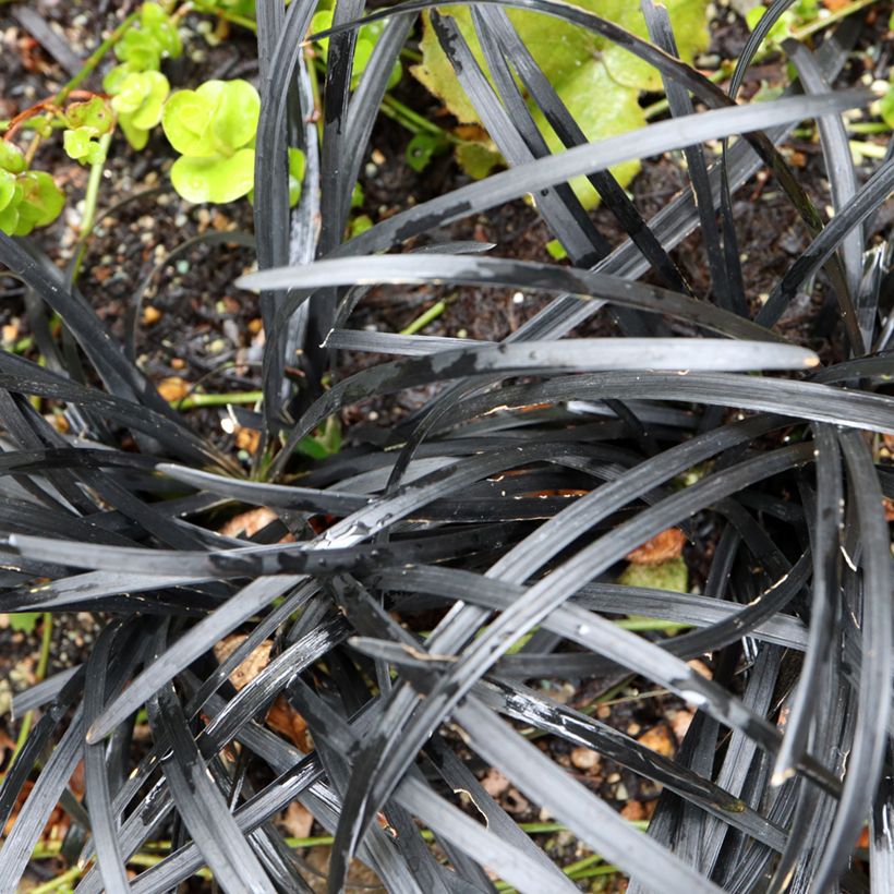 Ophiopogon planiscapus Black Dragon (Follaje)