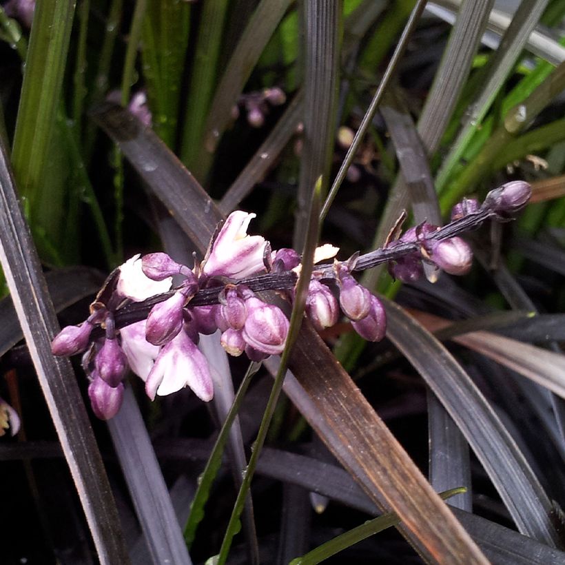 Ophiopogon planiscapus Black Dragon (Floración)