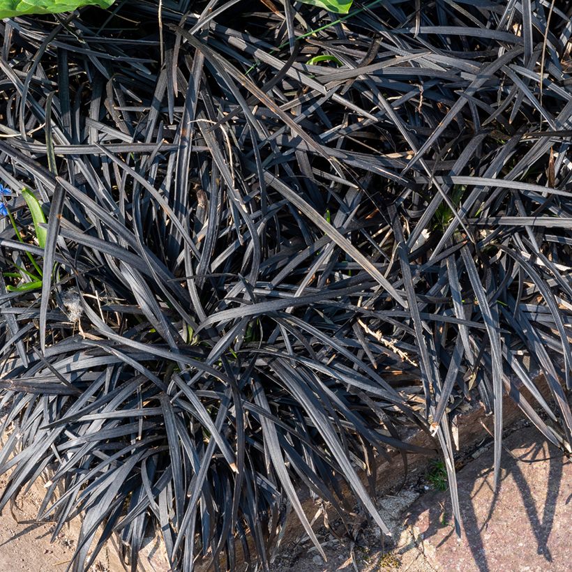 Ophiopogon planiscapus Black Dragon (Porte)