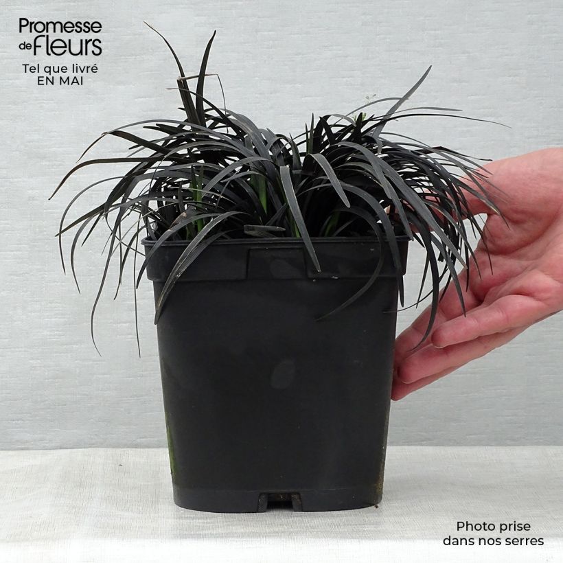 Ophiopogon planiscapus Nigrescens Maceta 2L/3L Ejemplar entregado en la primavera