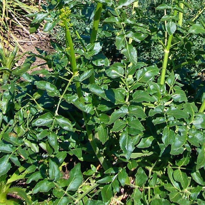 Opopanax chironium (Follaje)