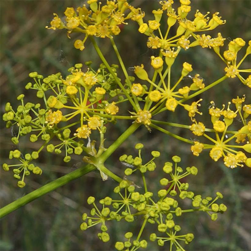 Opopanax chironium (Floración)