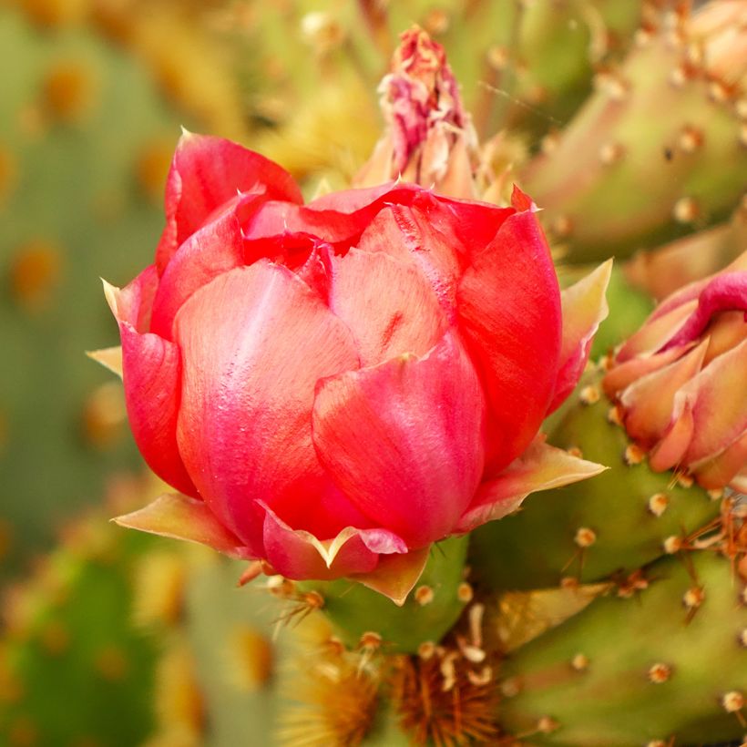 Opuntia aciculata (Floración)