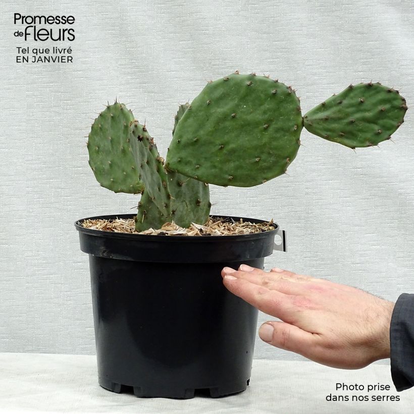 Opuntia atrispina Maceta 4L/5L Ejemplar entregado en invierno