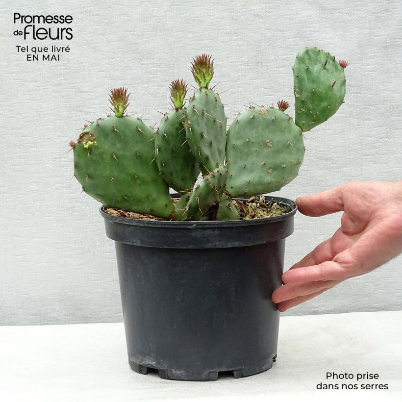 Opuntia atrispina Maceta 4L/5L Ejemplar entregado en la primavera