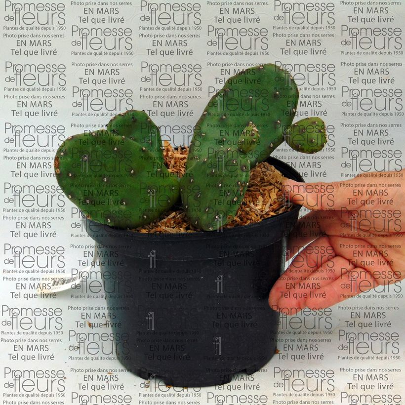 Ejemplo de ejemplar de Opuntia compressa Millevaches Maceta 2L/3L tal y como se entrega