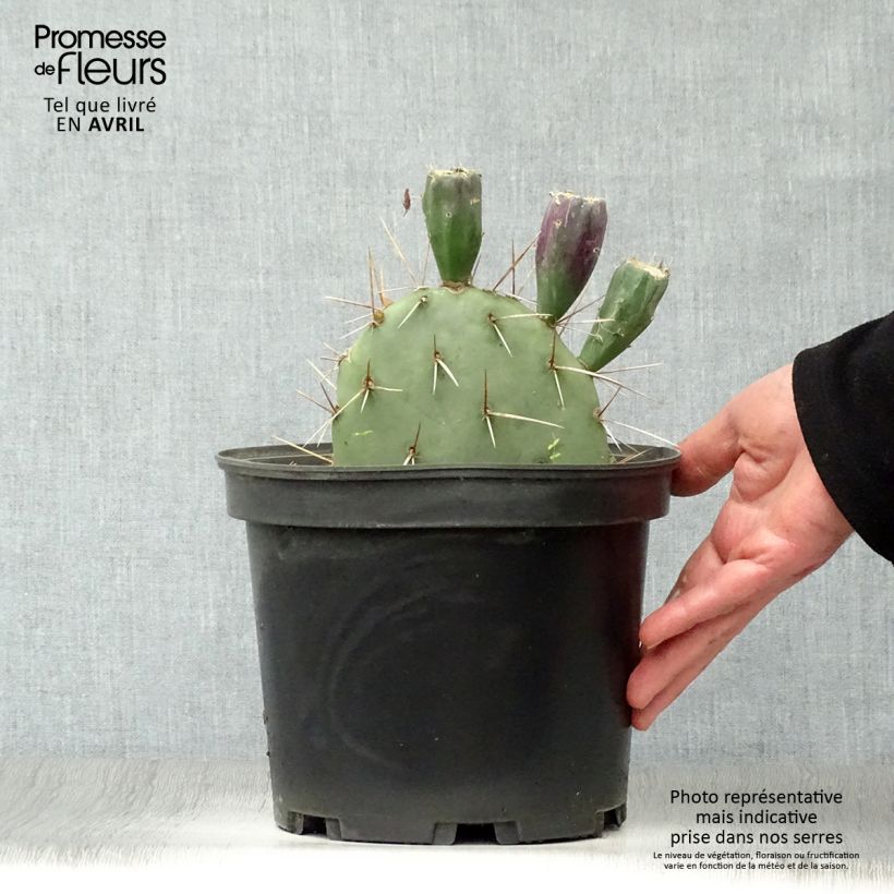 Opuntia discata Maceta 4L/5L Ejemplar entregado en la primavera