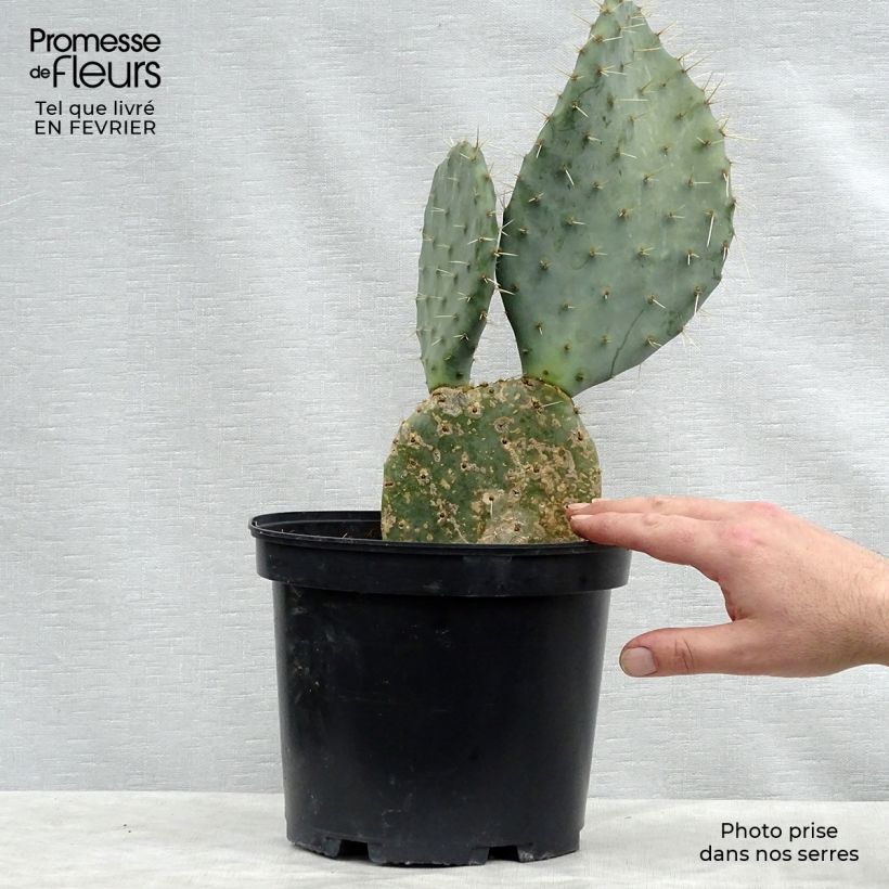 Opuntia dulcis Maceta 4L/5L Ejemplar entregado en invierno