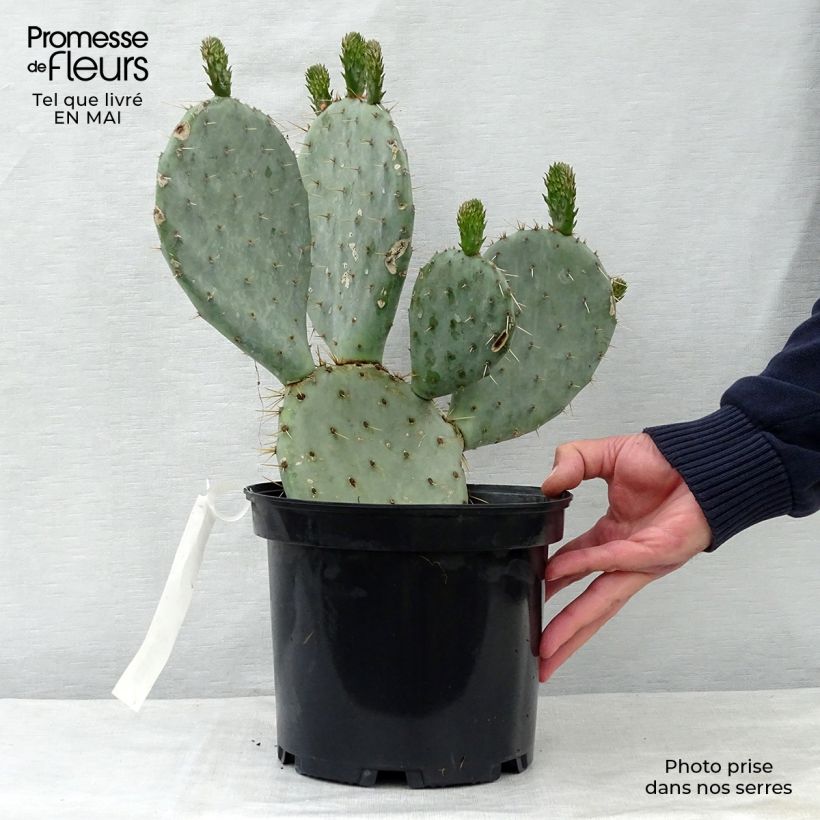 Opuntia dulcis Maceta 4L/5L Ejemplar entregado en la primavera