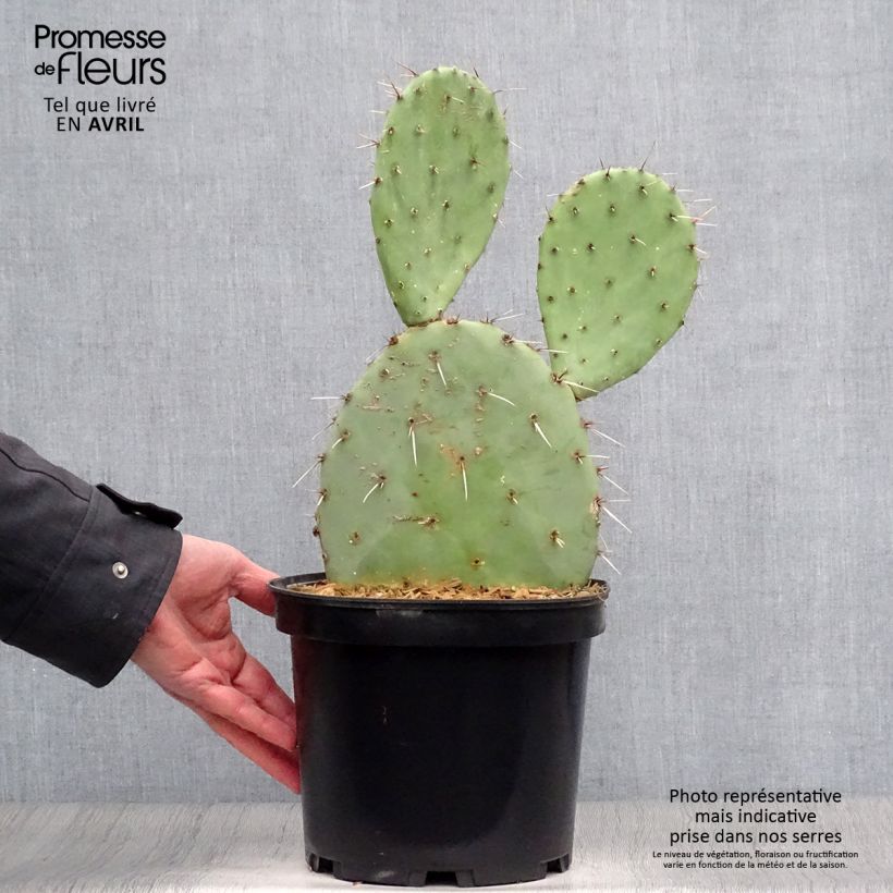 Opuntia engelmannii Maceta 4L/5L Ejemplar entregado en la primavera