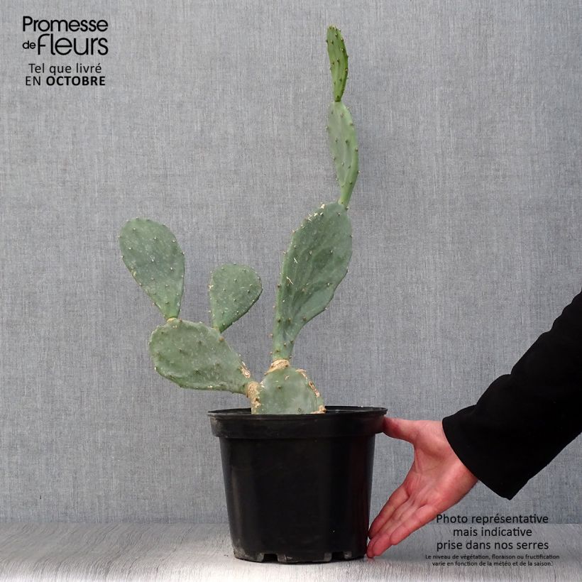Ejemplar de Opuntia engelmannii var. rastrera Maceta 4L/5L entregado en otoño
