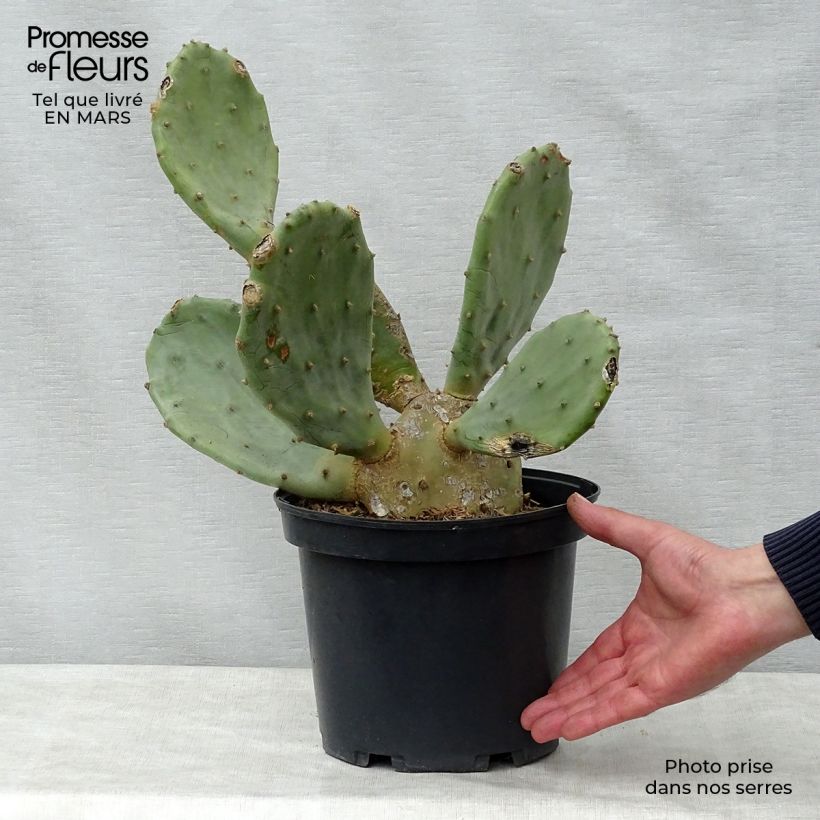 Opuntia engelmannii var. rastrera Maceta 4L/5L Ejemplar entregado en la primavera