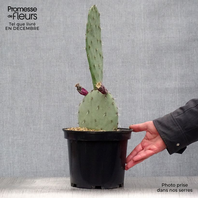 Opuntia gregoriana Maceta 4L/5L Ejemplar entregado en invierno