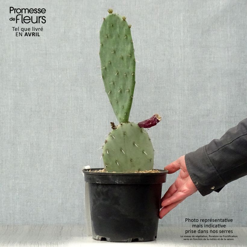 Opuntia gregoriana Maceta 4L/5L Ejemplar entregado en la primavera