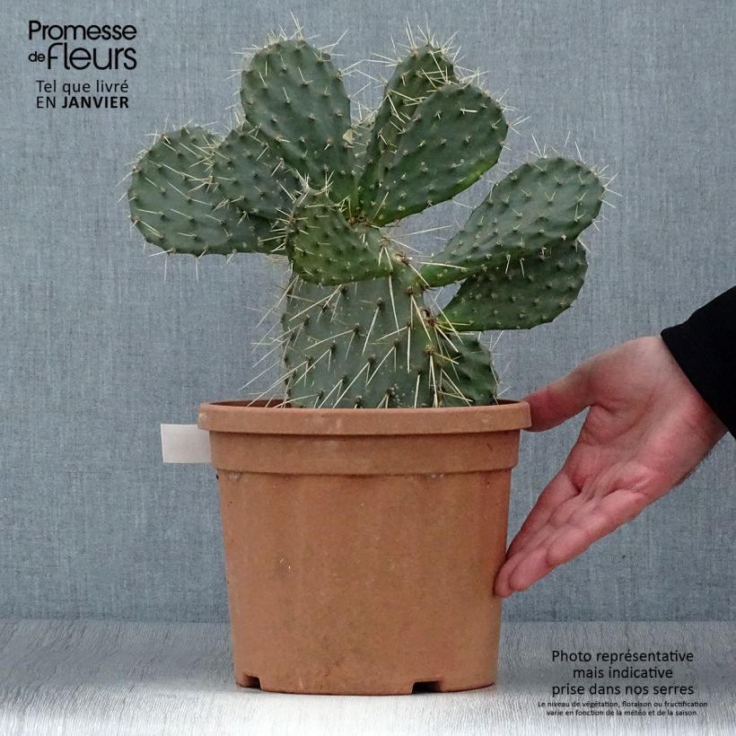 Opuntia howeyi Maceta 4L/5L Ejemplar entregado en invierno