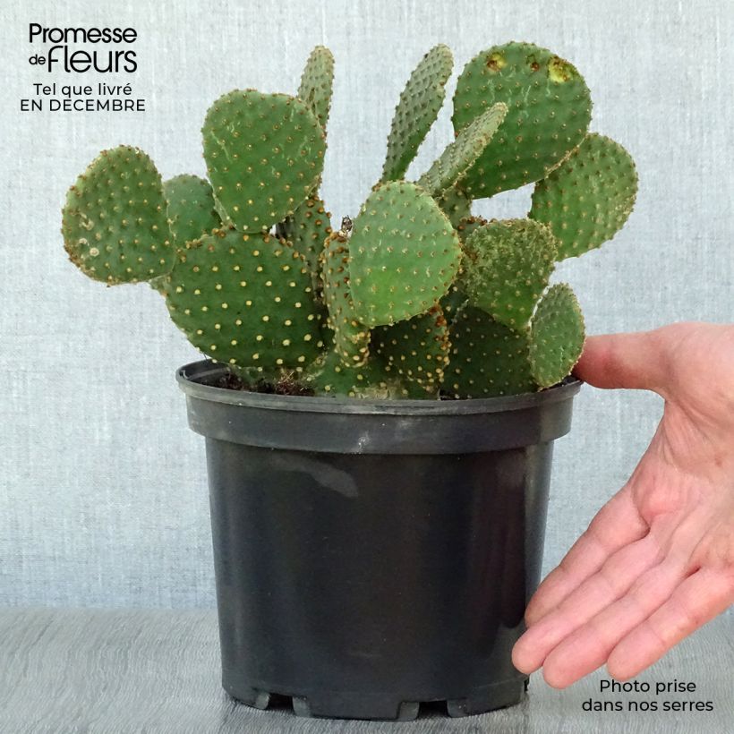 Opuntia lubrica Maceta 3L/4L Ejemplar entregado en invierno