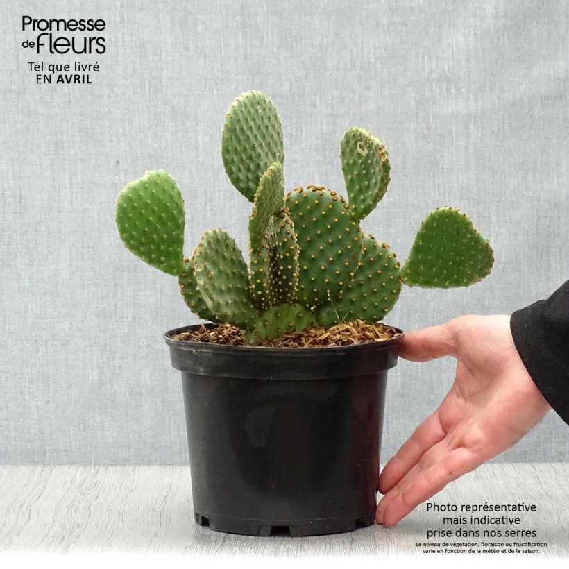 Opuntia lubrica Maceta 3L/4L Ejemplar entregado en la primavera