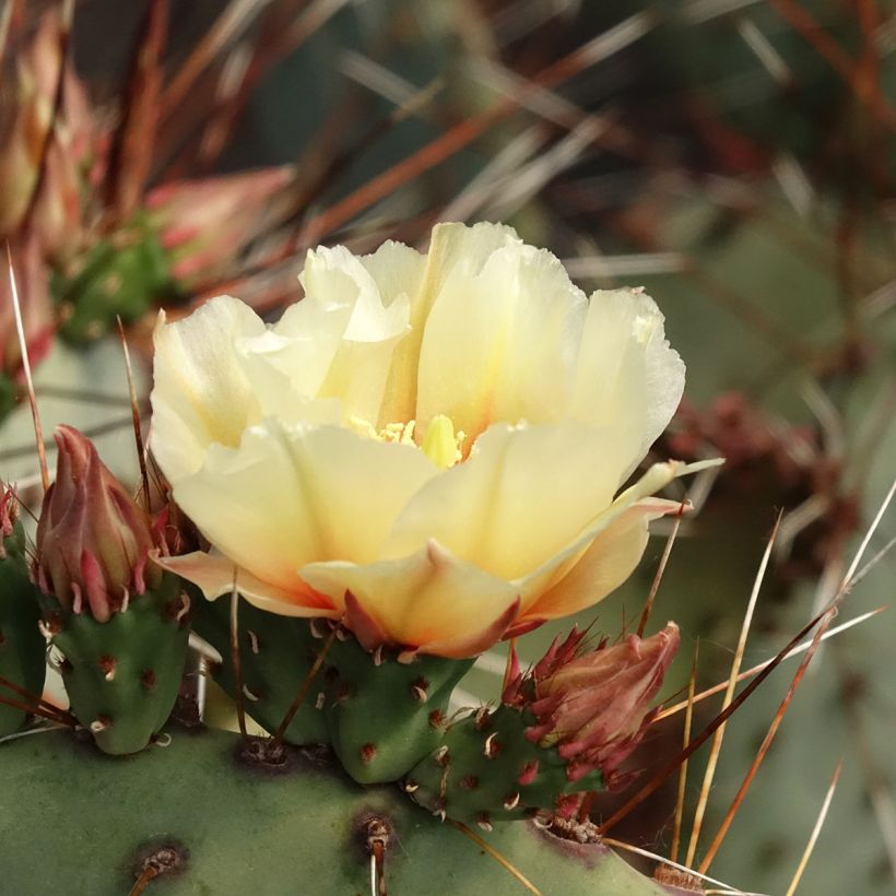 Opuntia macrocentra (Floración)