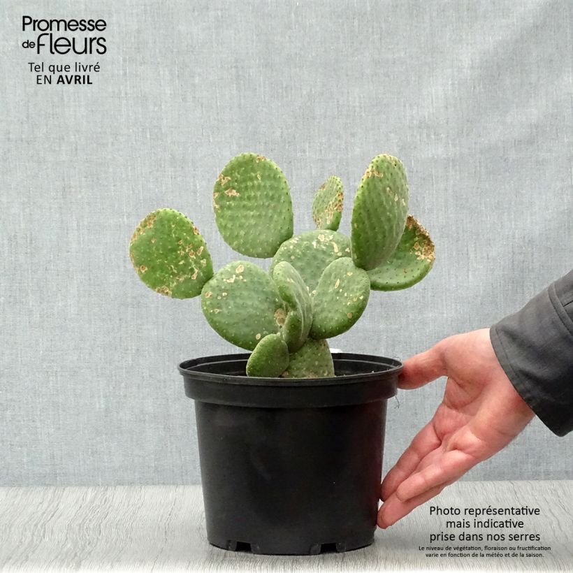 Opuntia microdasys Caress Maceta 3L/4L Ejemplar entregado en la primavera