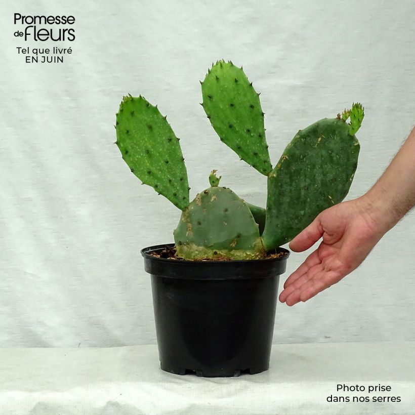Ejemplar de Opuntia microdasys Maceta 2L/3L entregado en verano