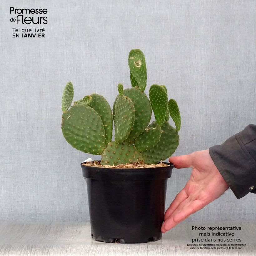 Opuntia microdasys Maceta 2L/3L Ejemplar entregado en invierno