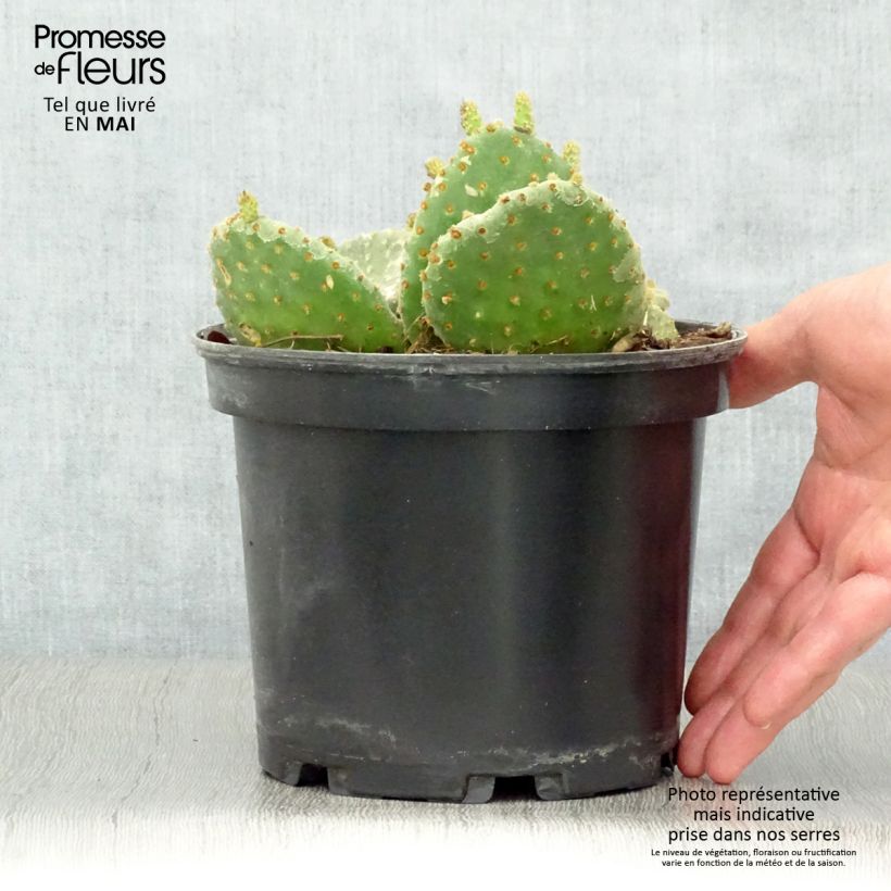 Opuntia microdasys Maceta 2L/3L Ejemplar entregado en la primavera