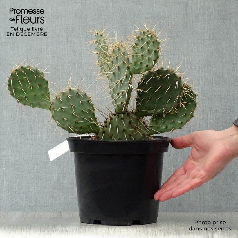 Opuntia phaeacantha Mojavensis Maceta 4L/5L Ejemplar entregado en invierno