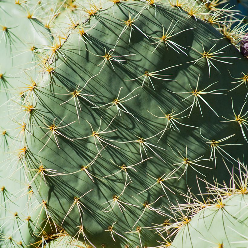 Opuntia robusta (Follaje)
