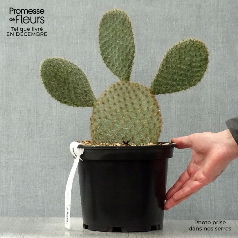 Opuntia scheeri Maceta 4L/5L Ejemplar entregado en invierno