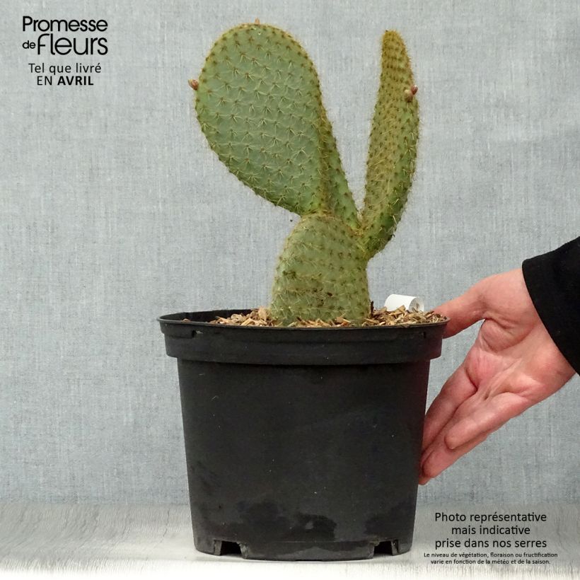 Opuntia scheeri Maceta 4L/5L Ejemplar entregado en la primavera