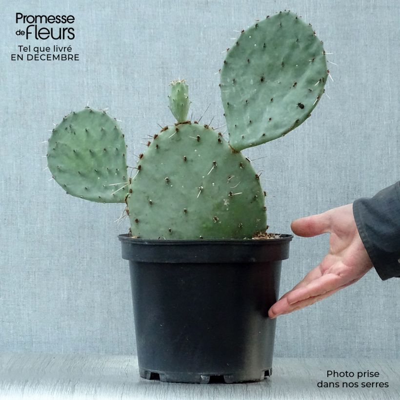 Opuntia semispinosa Maceta 4L/5L Ejemplar entregado en invierno